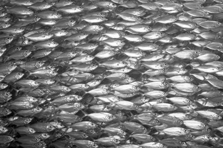 csm_Fischschwarm_canstockphoto4370804_8ea14eaee2